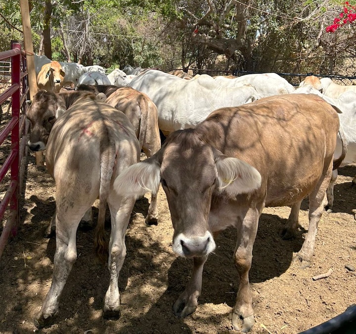 Ante sequía, refuerza Ayuntamiento de Los Cabos apoyo al sector ganadero