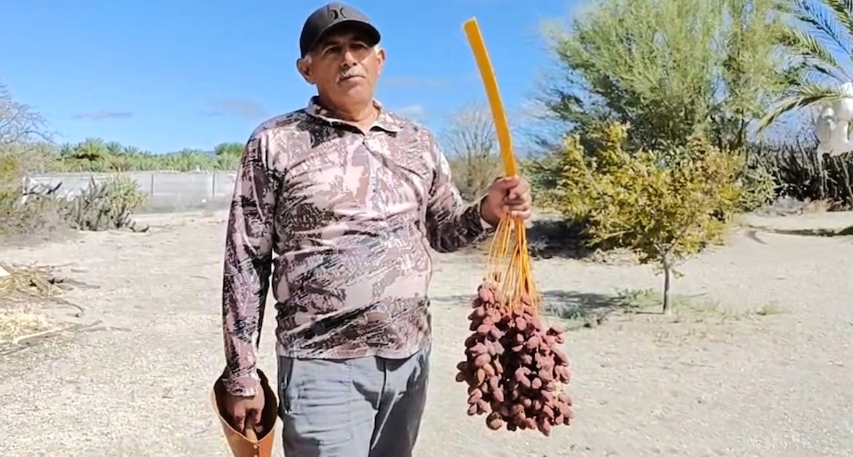 Destaca SEPADA producción de más de 600 toneladas de dátil en Mulegé