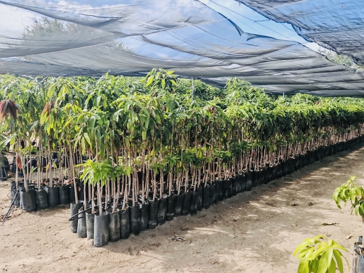 Dona Gobierno del Estado más de 11 mil plantas de ornato a instituciones públicas en 2025
