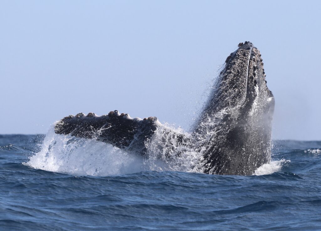 BALLENA DE LAS GRANDES ALAS